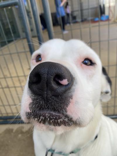 Mr. Darcy the dog in a kennel
